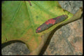 035032 Caterpillar A4 Photo Print