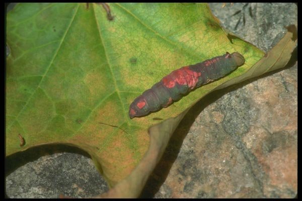 035032 Caterpillar A4 Photo Print
