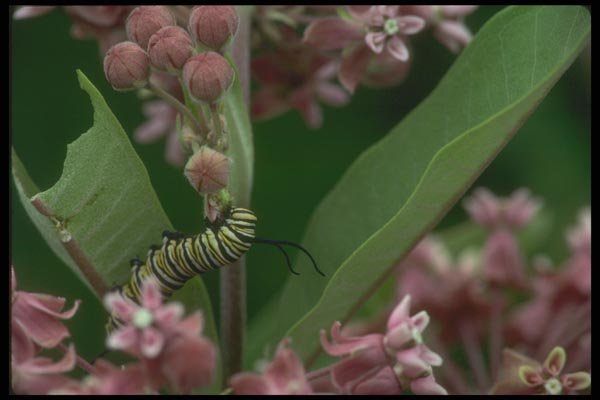 035034 Monarch Butterfly Caterpillar A4 Photo Print