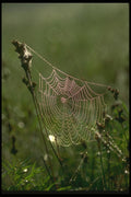 035035 Spiderweb A4 Photo Print