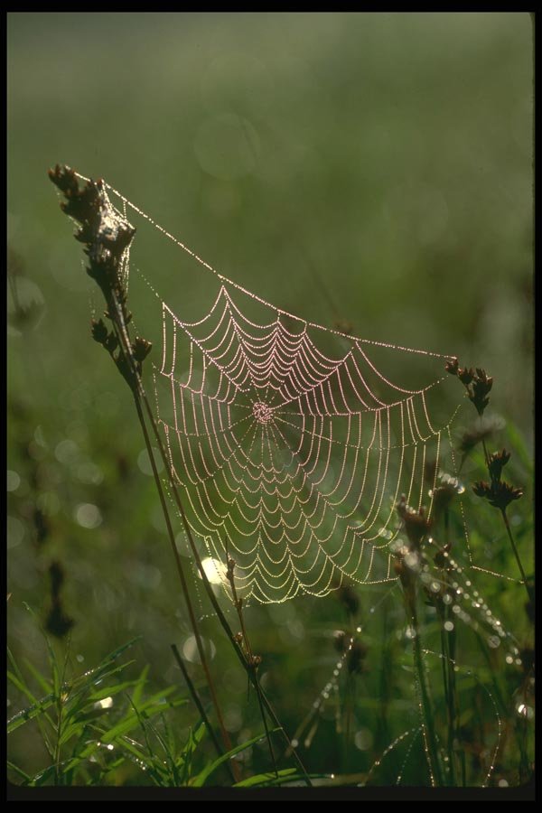 035035 Spiderweb A4 Photo Print