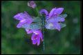035036 Dragonfly A4 Photo Print