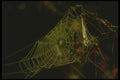 035037 Orb Web With Morning Dew A4 Photo Print