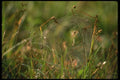 035038 Orb Web With Spider A4 Photo Print
