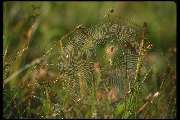 035038 Orb Web With Spider A4 Photo Print