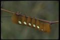 035039 Pandora Sphinx Moth Caterpillar A4 Photo Print