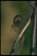 035040 Shamrock Spider A4 Photo Print