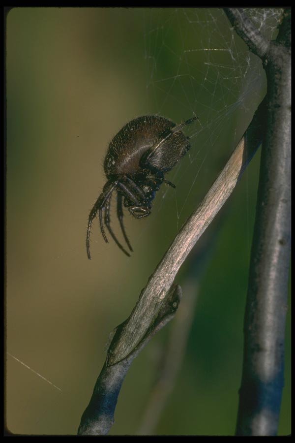 035040 Shamrock Spider A4 Photo Print