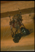 035042 Garden Spider With Fly Dinner A4 Photo Print