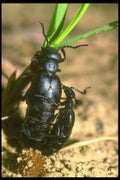 035043 Beetles Mating A4 Photo Print