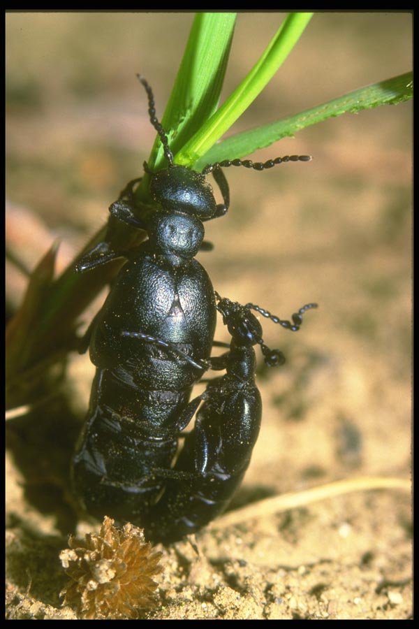 035043 Beetles Mating A4 Photo Print