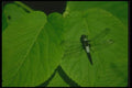 035044 Dragonfly A4 Photo Print