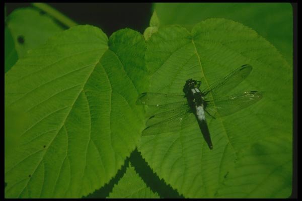 035044 Dragonfly A4 Photo Print