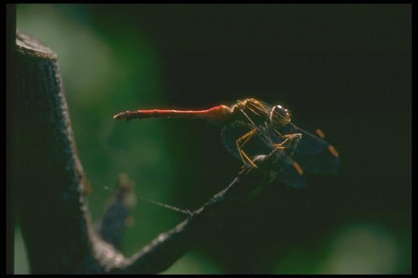 035045 Darner Dragonfly A4 Photo Print