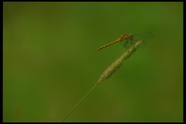 035046 Darner Dragonfly On Timothy A4 Photo Print