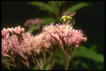 035047 Bumblebee On Joe pye Weed A4 Photo Print