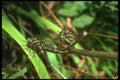 035048 Dragonflies Mating A4 Photo Print