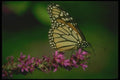 035049 Monarch Butterfly A4 Photo Print