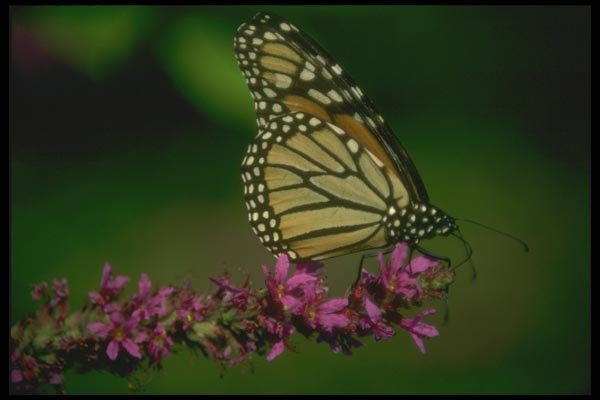 035049 Monarch Butterfly A4 Photo Print