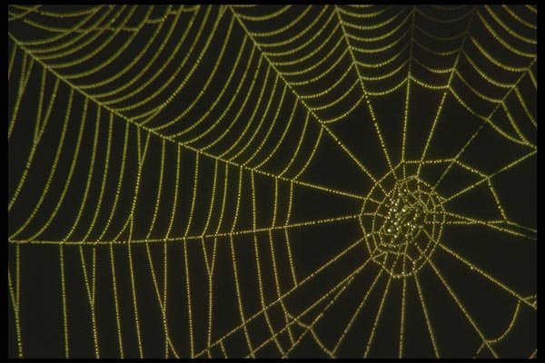 035050 Orb Web With Morning Dew A4 Photo Print