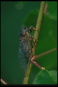 035051 Cicada A4 Photo Print