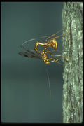035052 Ichneumon Wasp A4 Photo Print