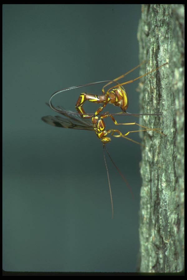 035052 Ichneumon Wasp A4 Photo Print