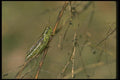 035053 Short Horned Grasshopper A4 Photo Print
