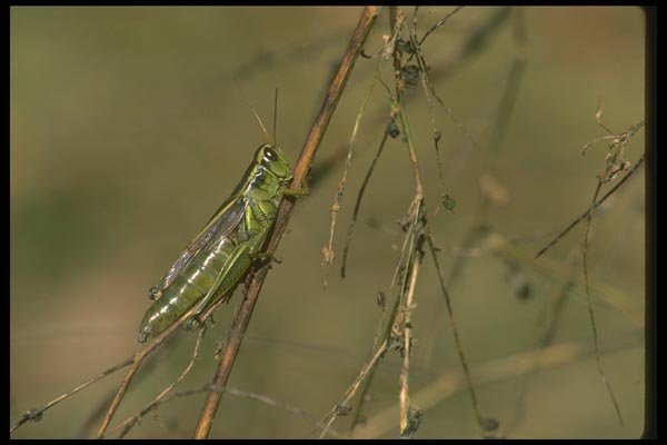 035053 Short Horned Grasshopper A4 Photo Print