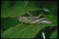 035054 Grasshopper A4 Photo Print