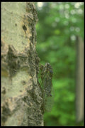 035055 Cicada On Aspen A4 Photo Print