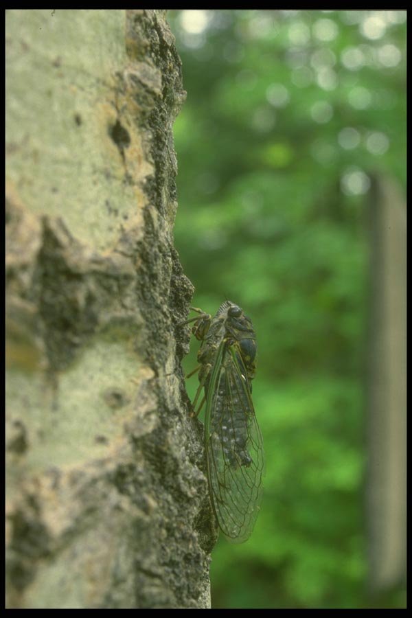 035055 Cicada On Aspen A4 Photo Print