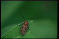 035056 Milkweed Beetle A4 Photo Print
