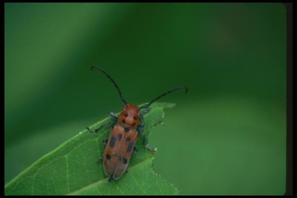 035056 Milkweed Beetle A4 Photo Print