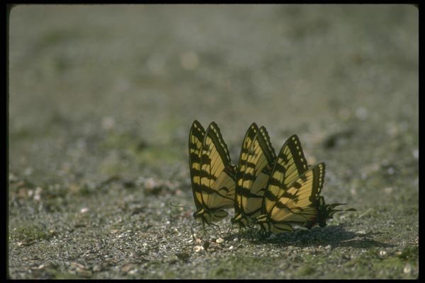 035057 Tiger Swallowtail Butterflies A4 Photo Print