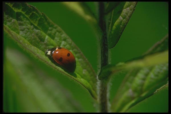 035058 Ladybug Beetle A4 Photo Print