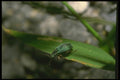 035059 Beetle On Grass A4 Photo Print