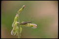 035060 Click Beetle A4 Photo Print