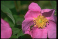 035061 Flower Beetle A4 Photo Print