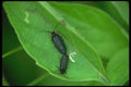 035062 Firefly Beetle A4 Photo Print