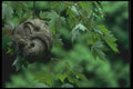 035063 Hornet Nest A4 Photo Print