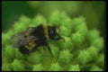 035064 Bumblebee A4 Photo Print