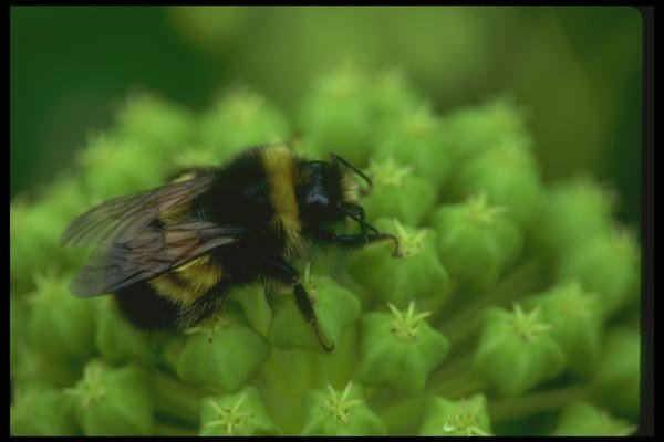 035064 Bumblebee A4 Photo Print