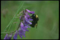 035065 Bumblebee On Vetch A4 Photo Print