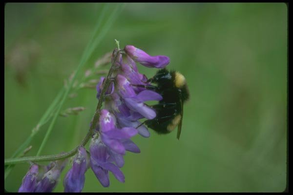 035065 Bumblebee On Vetch A4 Photo Print