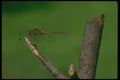 035066 Darner Dragonfly A4 Photo Print
