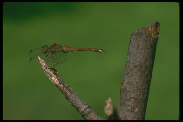 035066 Darner Dragonfly A4 Photo Print