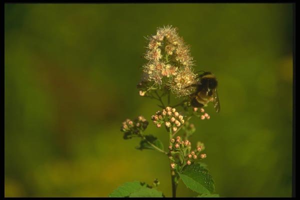 035067 Bumblebee On Meadowsweet A4 Photo Print