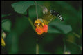 035068 Hornet With Spotted Touch me not A4 Photo Print
