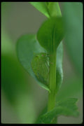 035069 Treehopper A4 Photo Print